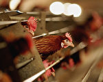 宁夏出现H5N8亚型高致病性禽流感