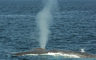悉尼海岸出现“极为罕见”蓝鲸