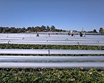 西澳政府百萬澳元計劃 幫農場招外勞