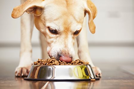 家有爱犬自制5道营养健康的抗癌料理 狗饲料 大纪元
