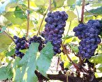 新泽西周末好去处（9月5日 – 10月31日）
