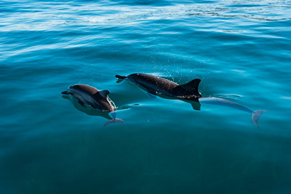海豚媽媽絕食多日 在海面上輕推寶寶的屍體