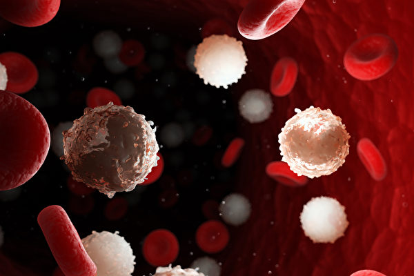 慢性淋巴性白血病是体内的B淋巴细胞发生癌变，好发于年长者。(Shutterstock)