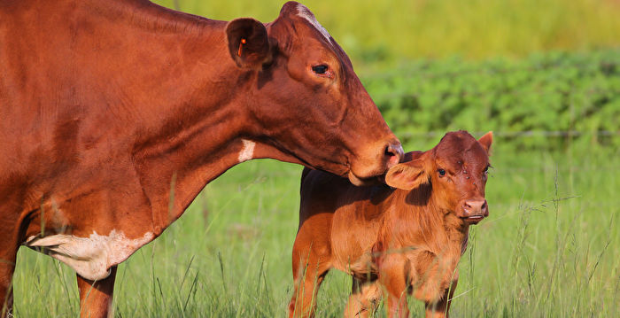 刚出生小牛受困带电围栏外母牛向人类求救| 大纪元
