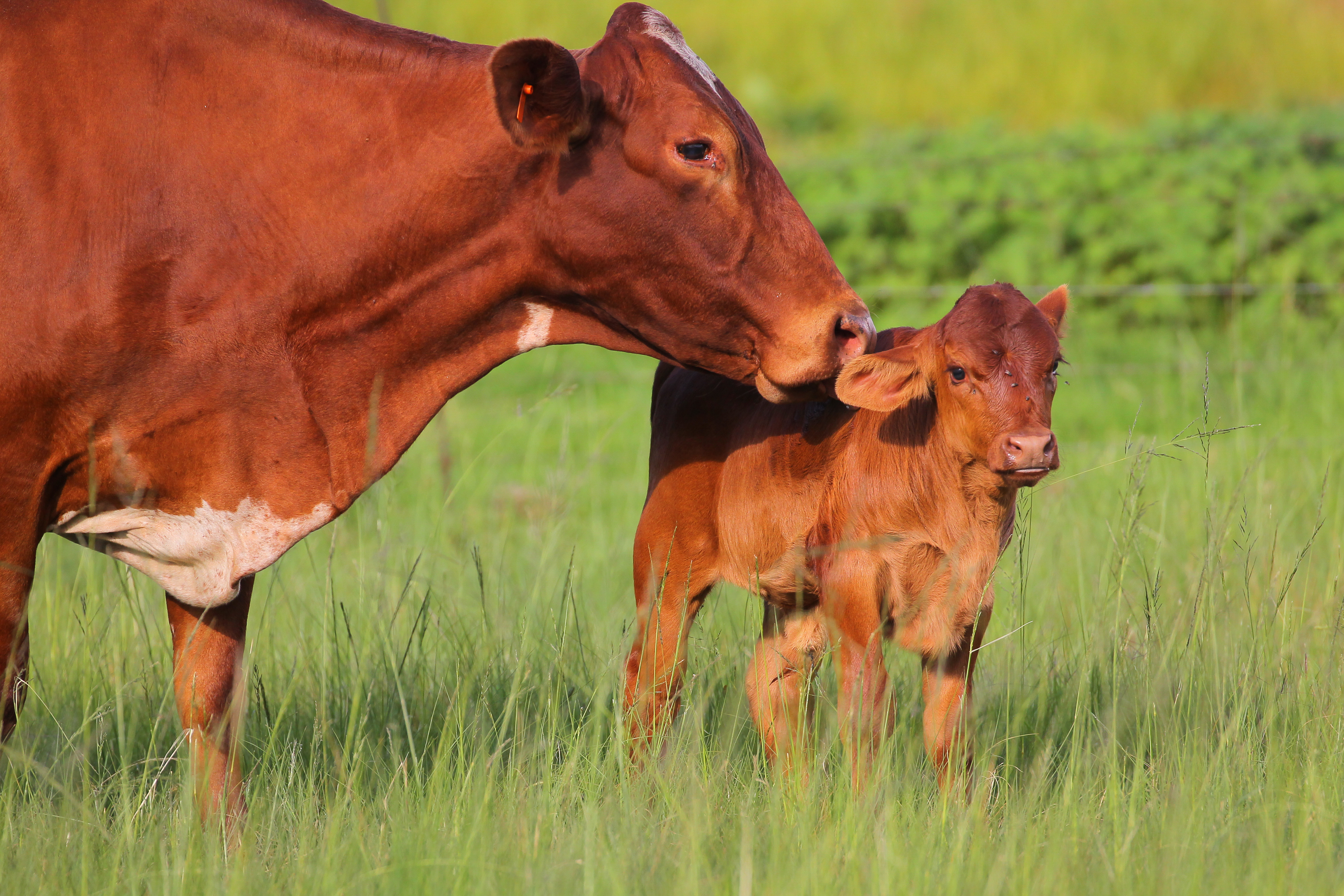 刚出生小牛受困带电围栏外母牛向人类求救 大纪元