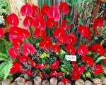切花火鶴「高雄3號～紅鈴」授權業界受好評