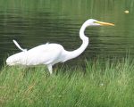 “2020鳌鼓湿地赏鸟生活节”欢渡热闹8周年