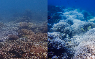 台垦丁合界珊瑚礁白化逾5成