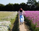 2020桃園花彩節楊梅展亮相 體驗酪農產業秀才茶
