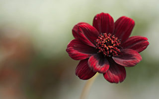 世界十大稀有花之一 散发巧克力香的红绒花