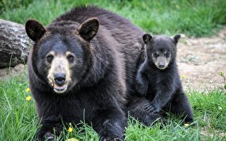 两日猎杀黑熊135只 动物保护组织誓言提诉