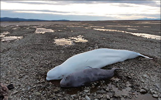 兩大一小的白鯨擱淺 俄羅斯男子花7小時營救