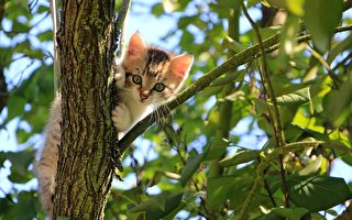 小猫受困树上 英国小镇数百人花4天救援