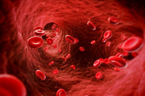 人类胚胎中发现超强血液干细胞