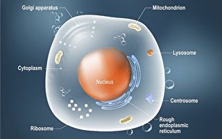 科學家發明人造細胞用來治病