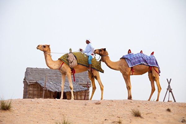 從成功企業家到沙漠駱駝農場主 激動人心的旅程