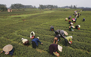 天災與疫情雙重擊 全球茶葉價格飆漲