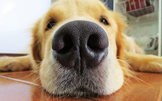 为什么小狗的鼻子是冷的？