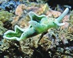 研究揭示海洋动物光合作用之谜