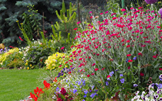 12種漂亮的銀葉植物點亮你的花園（下）