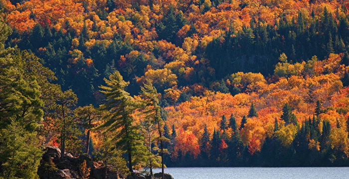 安省秋色迷人 什么时候是赏枫最佳时机？