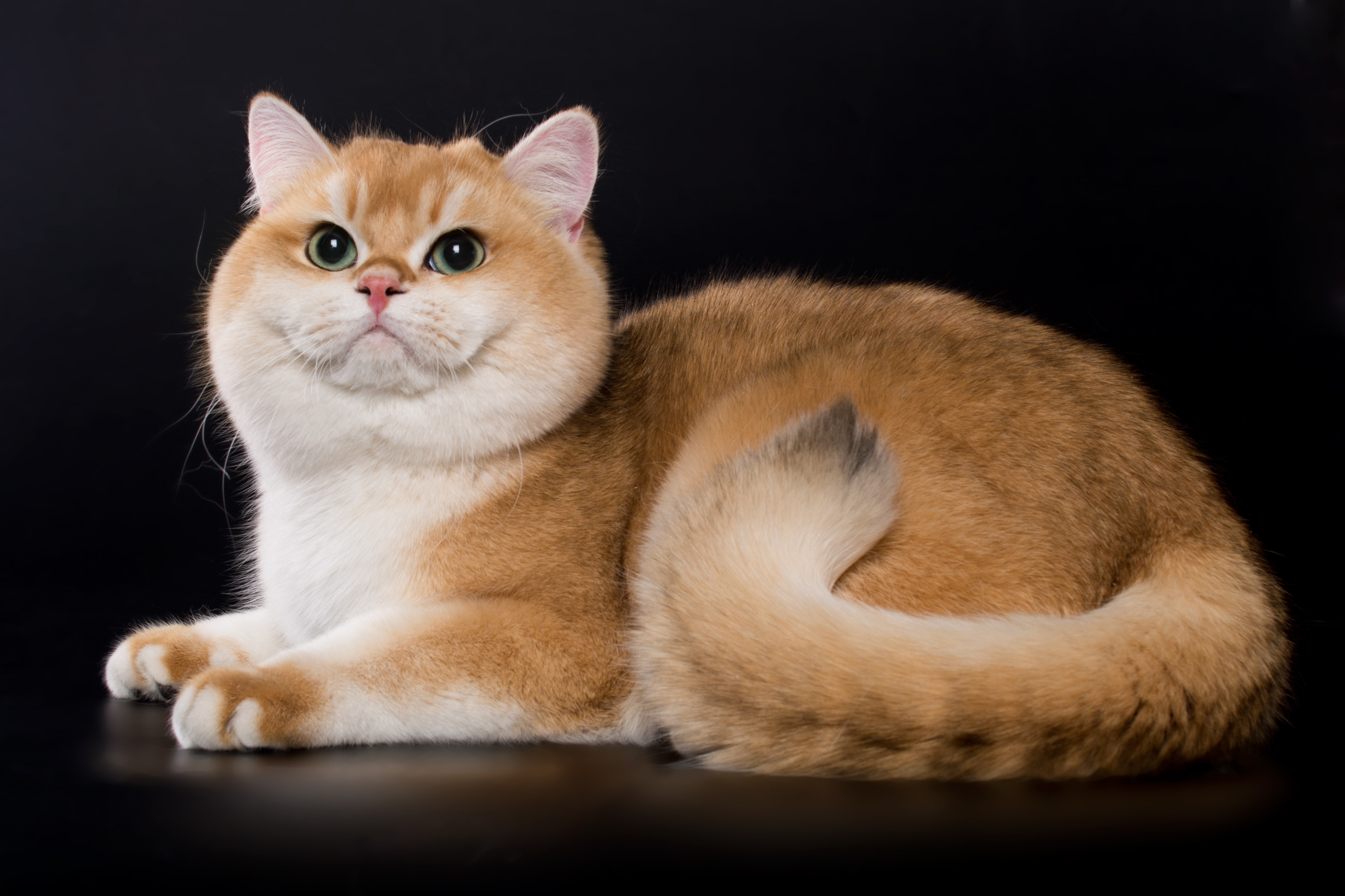 真想养猫 6种适合新手认养的可爱猫咪 布偶猫 网红猫 大纪元