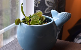 顛覆人類認知!植物具有豐富的感知能力