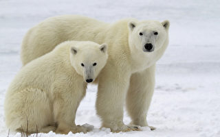 餓昏了？ 俄羅斯10隻北極熊包圍垃圾車