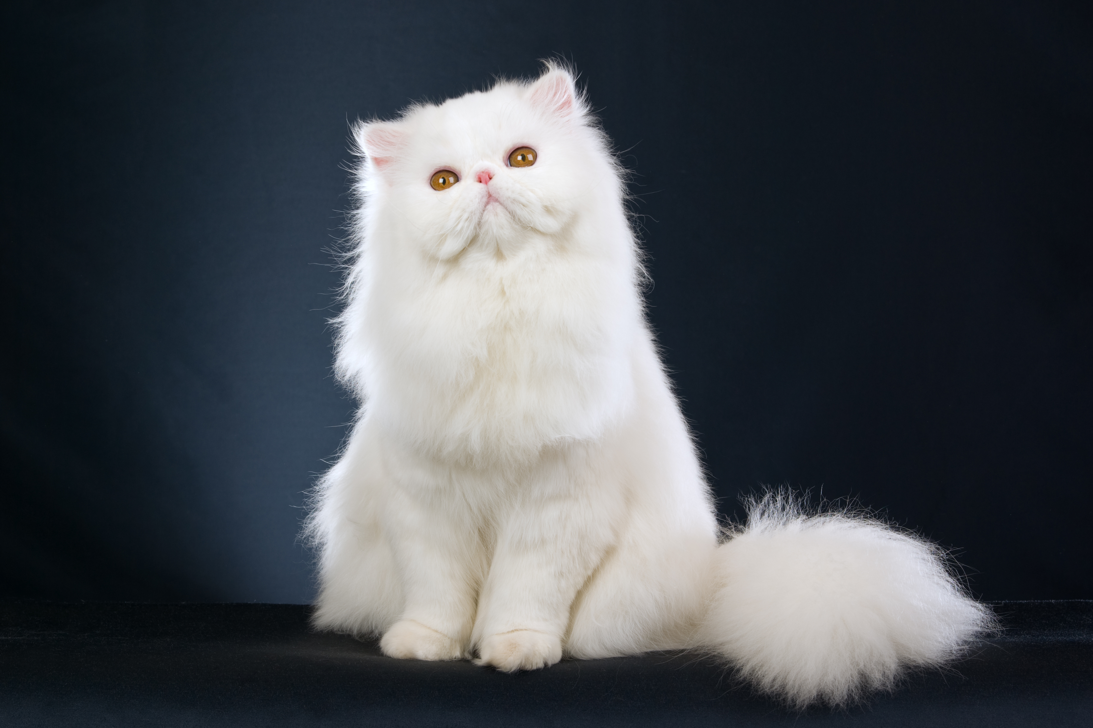 真想养猫 6种适合新手认养的可爱猫咪 布偶猫 网红猫 大纪元