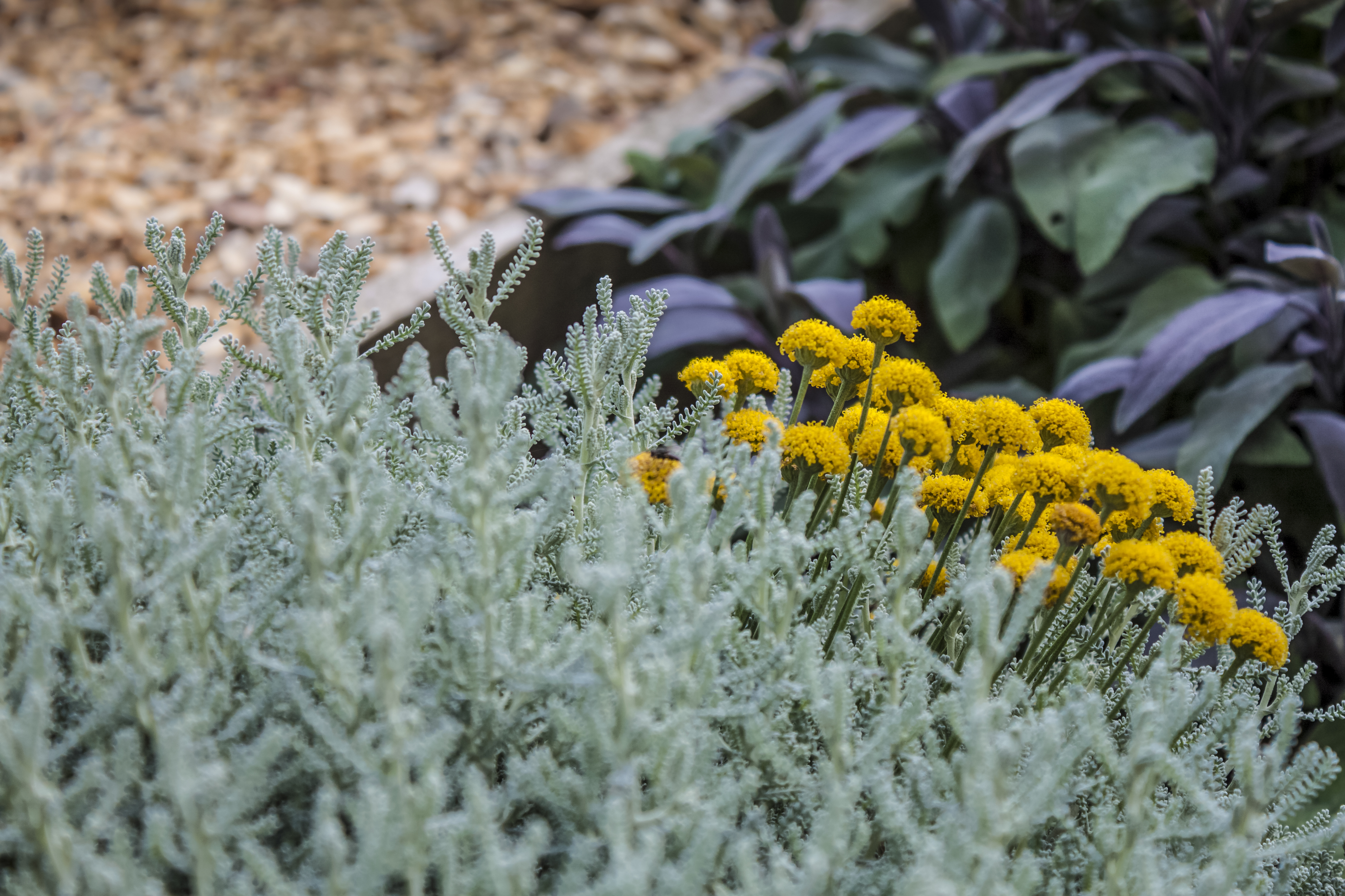 12种漂亮的银叶植物点亮你的花园 上 咖喱草 大纪元