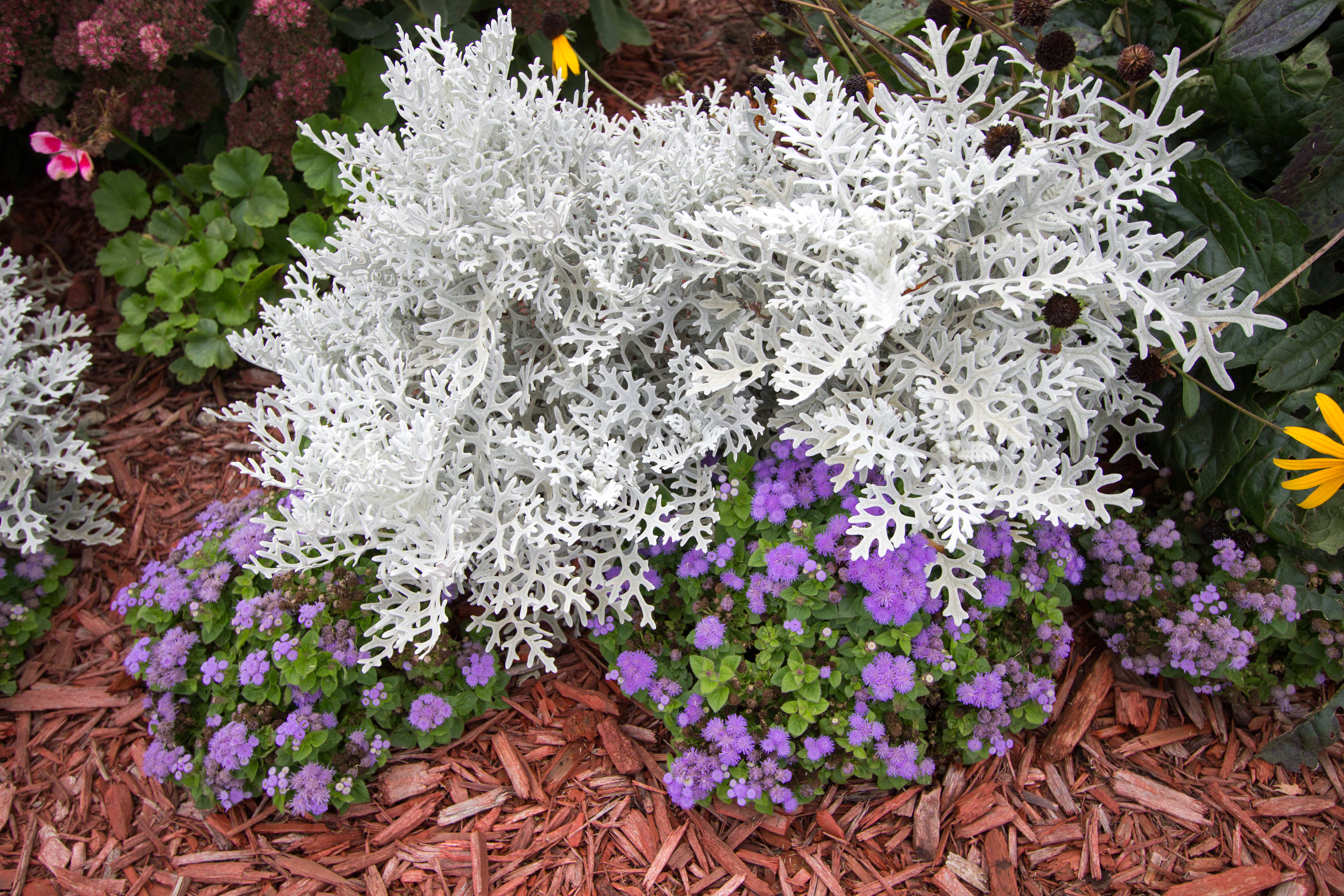 12種漂亮的銀葉植物點亮你的花園 下 花卉 Silver Leaf Plants 大紀元