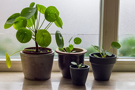 呵护室内植物度过寒冬的5大技巧 盆栽 室内盆栽 湿度 大纪元