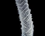 来自海洋生物灵感 未来可开发更强更轻建筑