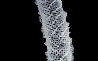來自海洋生物靈感 未來可開發更強更輕建築