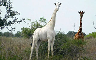 全球最后一只白色长颈鹿 加装GPS追踪器