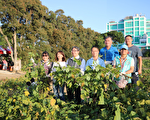 新屋毛豆成熟啰！超过600人大手牵小手下田采豆趣
