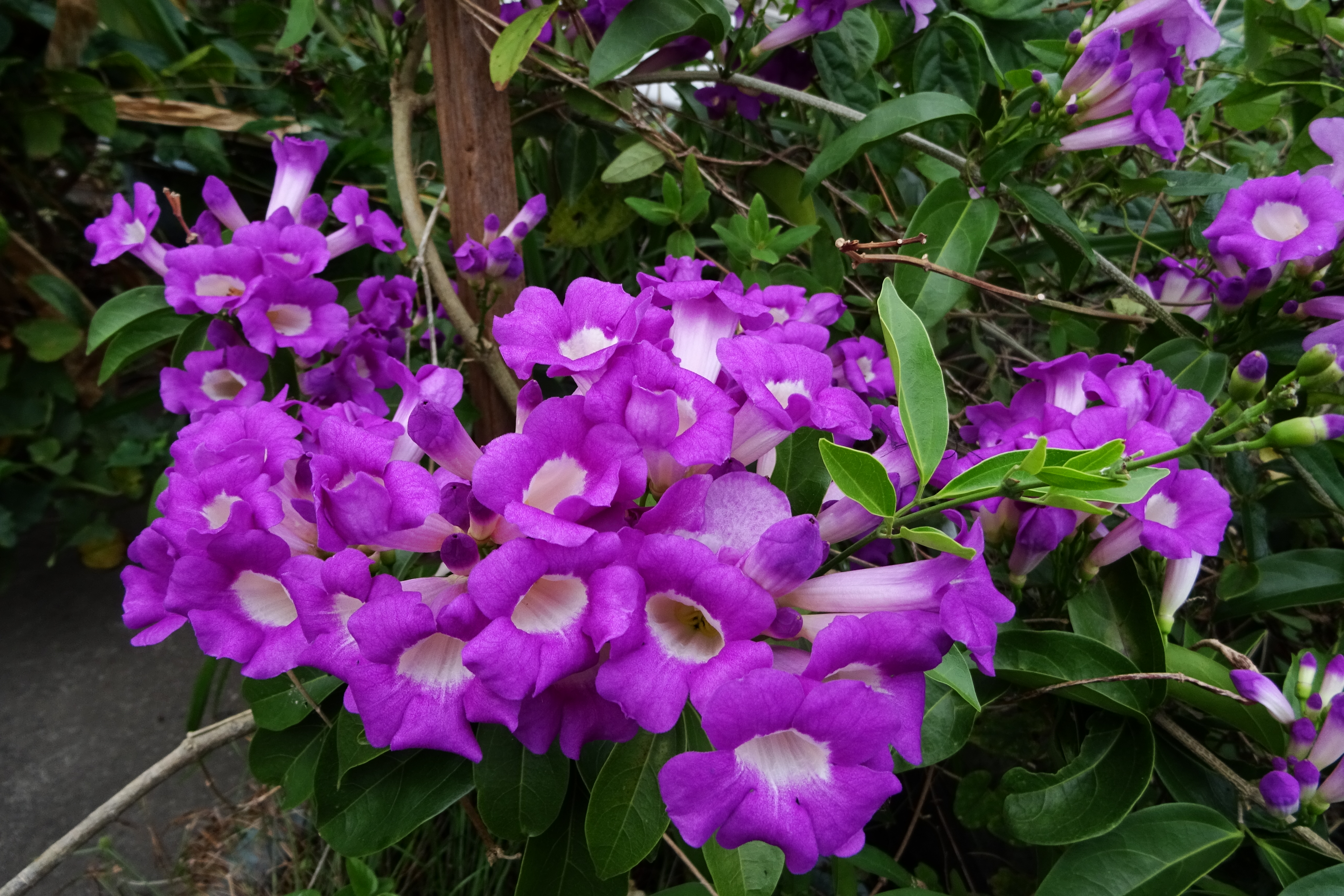 绿野游踪 蒜香藤 走进自然 花草 大纪元