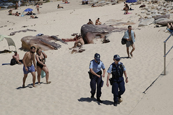 2020年11月28日的熱浪高溫氣候，人們聚集在邦迪海灘納涼時，警察照常執勤巡邏。（Brook Mitchell/Getty Images）