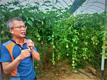 陳有章解說為何他的百香果園不用吊網。