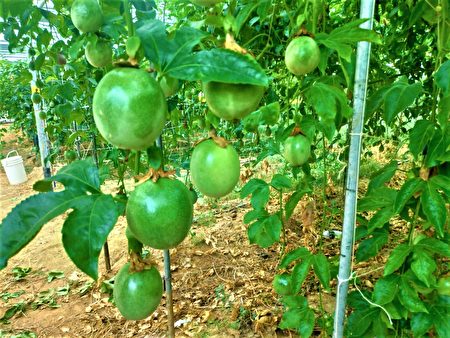 溫室栽種唯一無毒百香果，掉地果子可以撿起來吃。