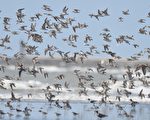 賞千鳥壯觀飛舞 竹市秋水鳥季周六登場