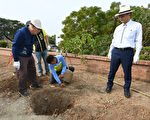打造彰化市成“洋红风铃木花都”  市长林世贤有信心