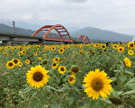 縱谷畫布花海迎賓 農糧署備40公噸種子