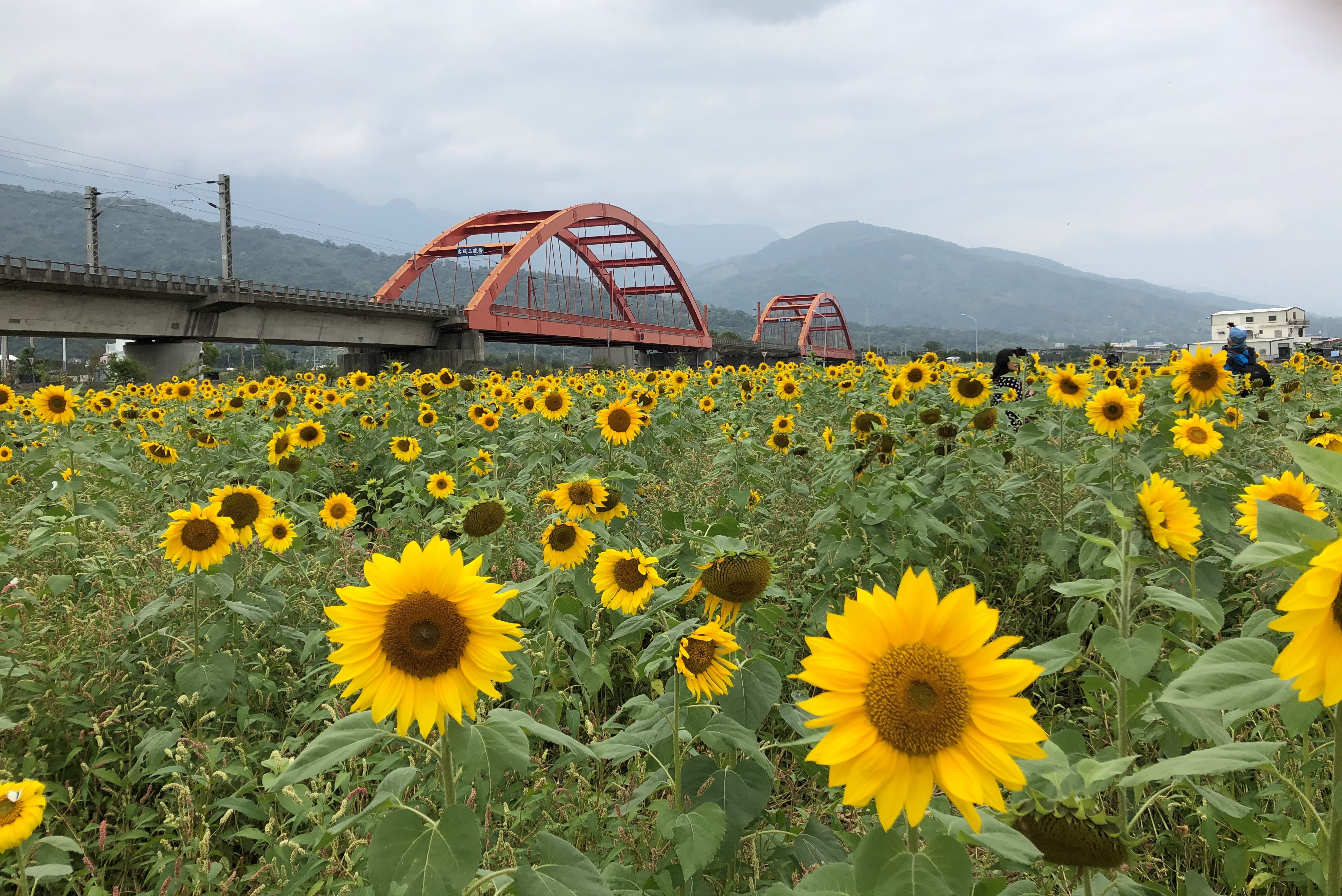 纵谷画布花海迎宾农粮署备40公吨种子 大纪元 纵谷画布花海迎宾农粮署备40公吨种子 大纪元