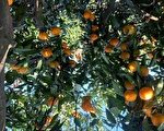受疫情影响 武汉种植户橘子严重滞销