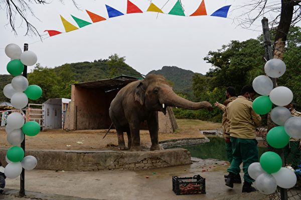動物界首次 「世界最孤獨大象」飛抵柬埔寨