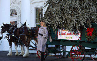 組圖：第一夫人迎聖誕樹 開啟白宮聖誕活動