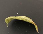 优昙婆罗花