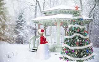 何時購買真的聖誕樹 才能維持到假期後？