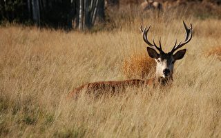 捷克的鹿离奇抢走猎人的枪 跑进树林里